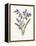 Hyacinth-Gwendolyn Babbitt-Framed Stretched Canvas