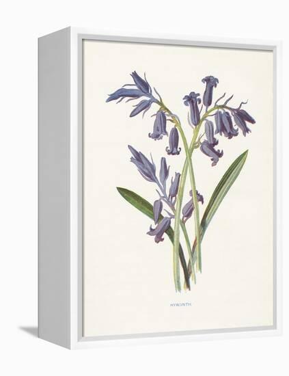 Hyacinth-Gwendolyn Babbitt-Framed Stretched Canvas