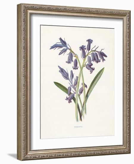 Hyacinth-Gwendolyn Babbitt-Framed Art Print