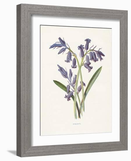 Hyacinth-Gwendolyn Babbitt-Framed Art Print