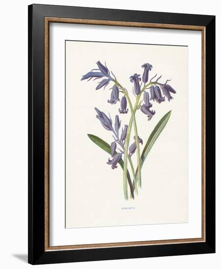 Hyacinth-Gwendolyn Babbitt-Framed Art Print