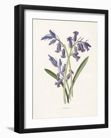 Hyacinth-Gwendolyn Babbitt-Framed Art Print