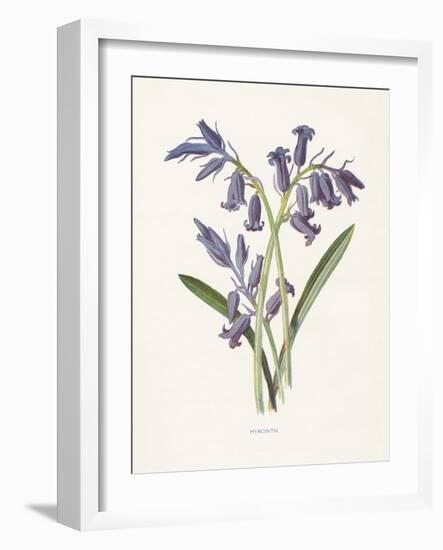 Hyacinth-Gwendolyn Babbitt-Framed Art Print