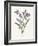 Hyacinth-Gwendolyn Babbitt-Framed Art Print