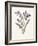 Hyacinth-Gwendolyn Babbitt-Framed Art Print