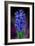 Hyacinth-Ikuko Kowada-Framed Giclee Print