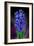 Hyacinth-Ikuko Kowada-Framed Giclee Print