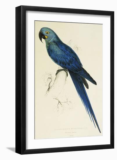 Hyacinthe Maccaw, Macrocercus Hyacinthanus, Illustration of the Family of Psittacidae, or Parrots-Edward Lear-Framed Giclee Print