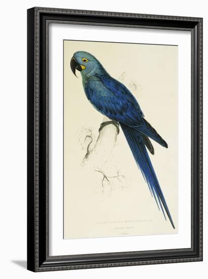 Hyacinthe Maccaw, Macrocercus Hyacinthanus, Illustration of the Family of Psittacidae, or Parrots-Edward Lear-Framed Giclee Print