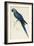 Hyacinthe Maccaw, Macrocercus Hyacinthanus, Illustration of the Family of Psittacidae, or Parrots-Edward Lear-Framed Giclee Print