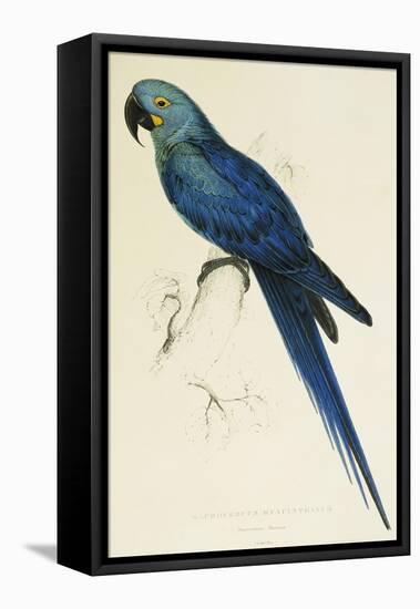 Hyacinthe Maccaw, Macrocercus Hyacinthanus, Illustration of the Family of Psittacidae, or Parrots-Edward Lear-Framed Premier Image Canvas