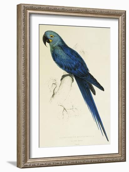 Hyacinthe Maccaw, Macrocercus Hyacinthanus, Illustration of the Family of Psittacidae, or Parrots-Edward Lear-Framed Giclee Print