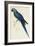 Hyacinthe Maccaw, Macrocercus Hyacinthanus, Illustration of the Family of Psittacidae, or Parrots-Edward Lear-Framed Giclee Print