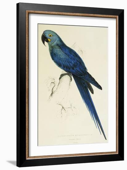 Hyacinthe Maccaw, Macrocercus Hyacinthanus, Illustration of the Family of Psittacidae, or Parrots-Edward Lear-Framed Giclee Print