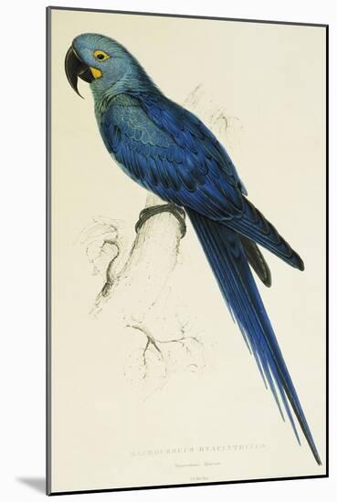 Hyacinthe Maccaw, Macrocercus Hyacinthanus, Illustration of the Family of Psittacidae, or Parrots-Edward Lear-Mounted Giclee Print