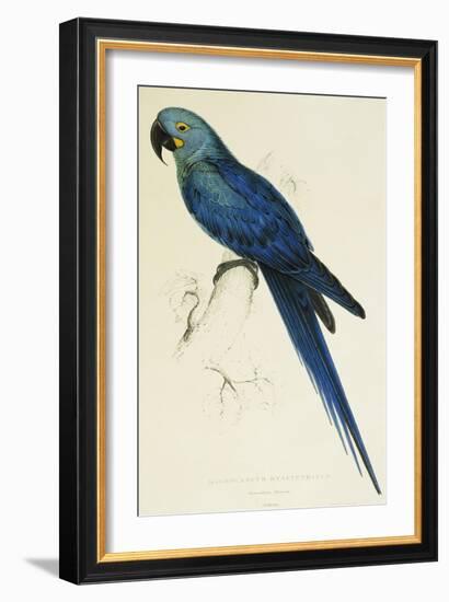 Hyacinthe Maccaw, Macrocercus Hyacinthanus, Illustration of the Family of Psittacidae, or Parrots-Edward Lear-Framed Giclee Print