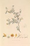The Gymnodactyle Phyllure', 1837 (Paper)-Hyacinthe Yves Philippe (1781-1846) Potentien-Giclee Print