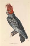 The Australian Callicéphale', 1837 (Paper)-Hyacinthe Yves Philippe (1781-1846) Potentien-Giclee Print