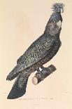 The Forked Nose Chameleon', 1837 (Paper)-Hyacinthe Yves Philippe (1781-1846) Potentien-Giclee Print