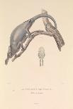 The Forked Nose Chameleon', 1837 (Paper)-Hyacinthe Yves Philippe (1781-1846) Potentien-Giclee Print