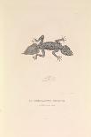 'The Raccoon Dasyure', 1837 (Paper)-Hyacinthe Yves Philippe (1781-1846) Potentien-Giclee Print
