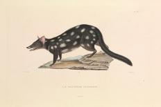 The Australian Callicéphale', 1837 (Paper)-Hyacinthe Yves Philippe (1781-1846) Potentien-Giclee Print