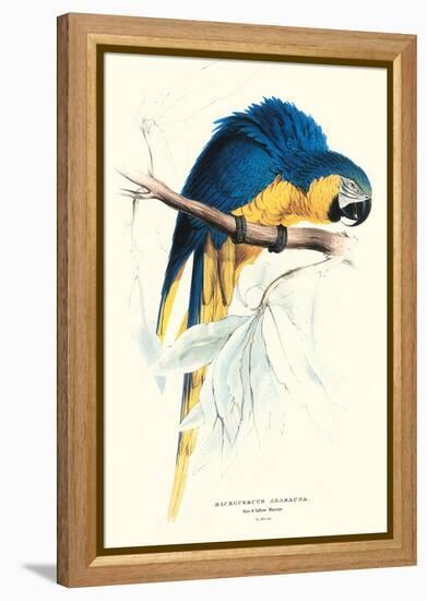 Hyacinthine Macaw - Hyacinthine Anodorhynchus Leari-Edward Lear-Framed Stretched Canvas