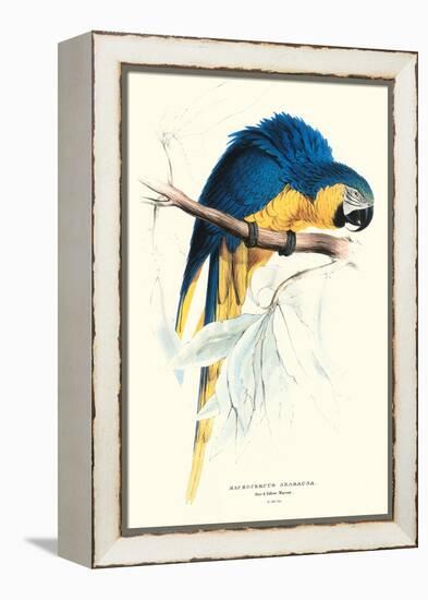 Hyacinthine Macaw - Hyacinthine Anodorhynchus Leari-Edward Lear-Framed Stretched Canvas