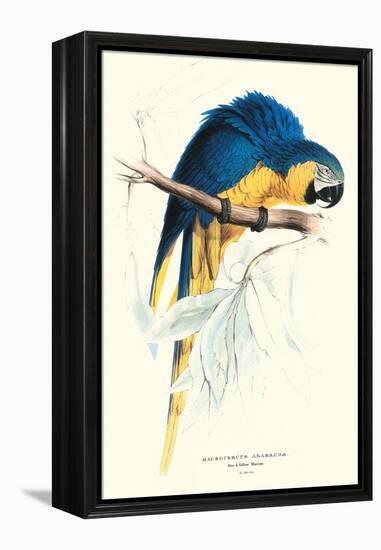 Hyacinthine Macaw - Hyacinthine Anodorhynchus Leari-Edward Lear-Framed Stretched Canvas