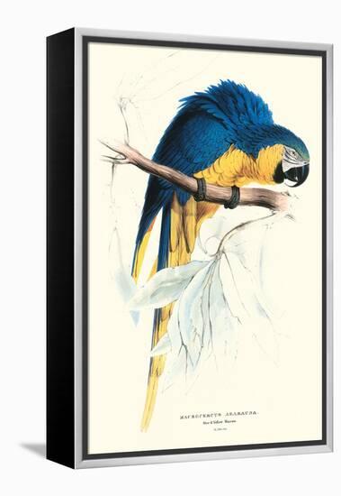Hyacinthine Macaw - Hyacinthine Anodorhynchus Leari-Edward Lear-Framed Stretched Canvas