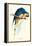 Hyacinthine Macaw - Hyacinthine Anodorhynchus Leari-Edward Lear-Framed Stretched Canvas