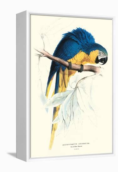 Hyacinthine Macaw - Hyacinthine Anodorhynchus Leari-Edward Lear-Framed Stretched Canvas