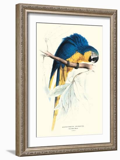 Hyacinthine Macaw - Hyacinthine Anodorhynchus Leari-Edward Lear-Framed Art Print