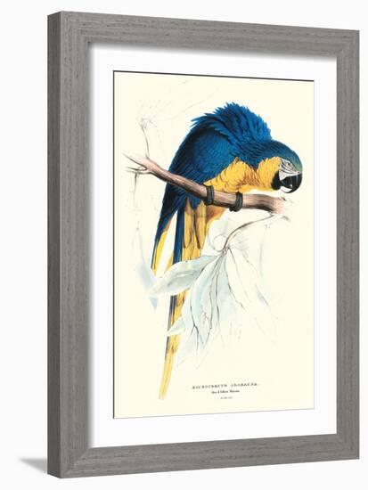 Hyacinthine Macaw - Hyacinthine Anodorhynchus Leari-Edward Lear-Framed Art Print