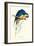 Hyacinthine Macaw - Hyacinthine Anodorhynchus Leari-Edward Lear-Framed Art Print