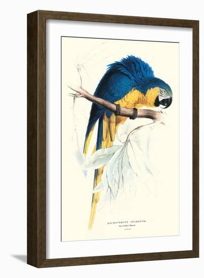 Hyacinthine Macaw - Hyacinthine Anodorhynchus Leari-Edward Lear-Framed Art Print