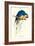 Hyacinthine Macaw - Hyacinthine Anodorhynchus Leari-Edward Lear-Framed Art Print