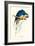 Hyacinthine Macaw - Hyacinthine Anodorhynchus Leari-Edward Lear-Framed Art Print