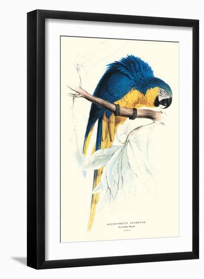 Hyacinthine Macaw - Hyacinthine Anodorhynchus Leari-Edward Lear-Framed Art Print