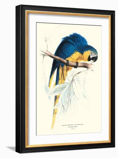 Hyacinthine Macaw - Hyacinthine Anodorhynchus Leari-Edward Lear-Framed Art Print