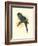 Hyacinthine Macaw-null-Framed Art Print