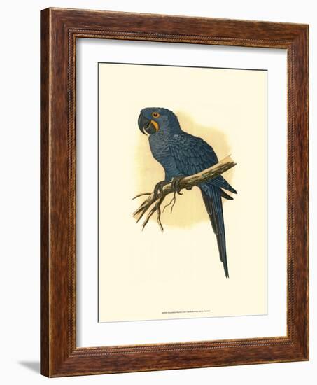 Hyacinthine Macaw-null-Framed Art Print