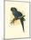 Hyacinthine Macaw-null-Mounted Art Print