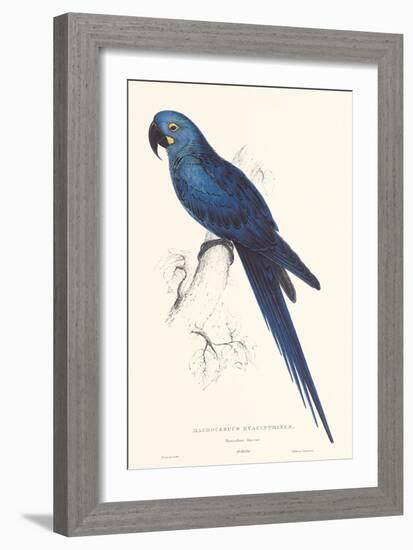 Hyacinthine Parakeet-Edward Lear-Framed Art Print