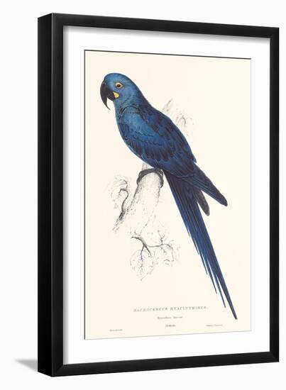 Hyacinthine Parakeet-Edward Lear-Framed Art Print