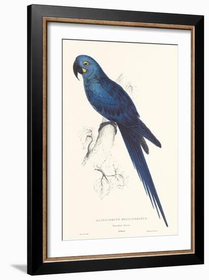 Hyacinthine Parakeet-Edward Lear-Framed Art Print