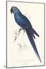 Hyacinthine Parakeet-Edward Lear-Mounted Art Print