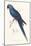 Hyacinthine Parakeet-Edward Lear-Mounted Art Print