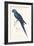 Hyacinthine Parakeet-Edward Lear-Framed Art Print