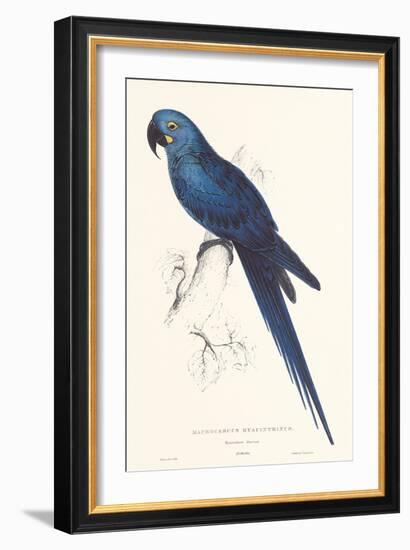 Hyacinthine Parakeet-Edward Lear-Framed Art Print